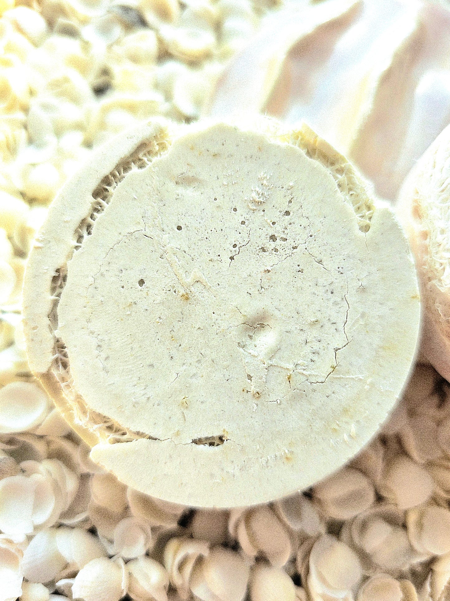 Ningaloo Glow — Twin Wildcrafted Loofah Cleansers